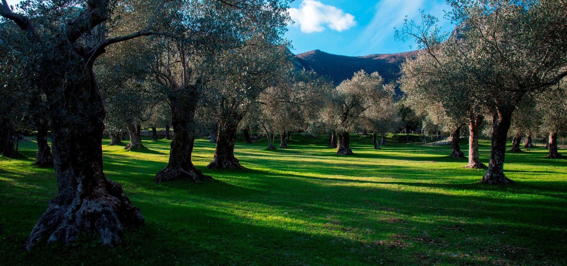 Parco dell'olivo di venafro